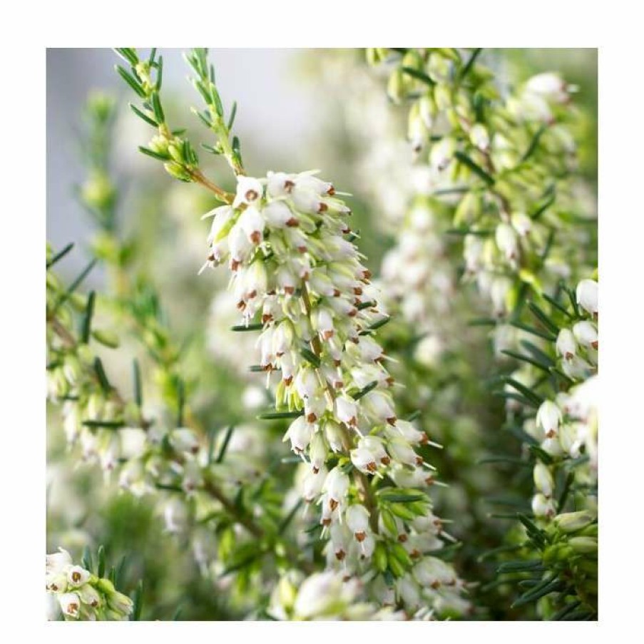 Ornamental Shrubs * | Heather | Erica Darleyensis 'White Perfection' | 10.5Cm Pot