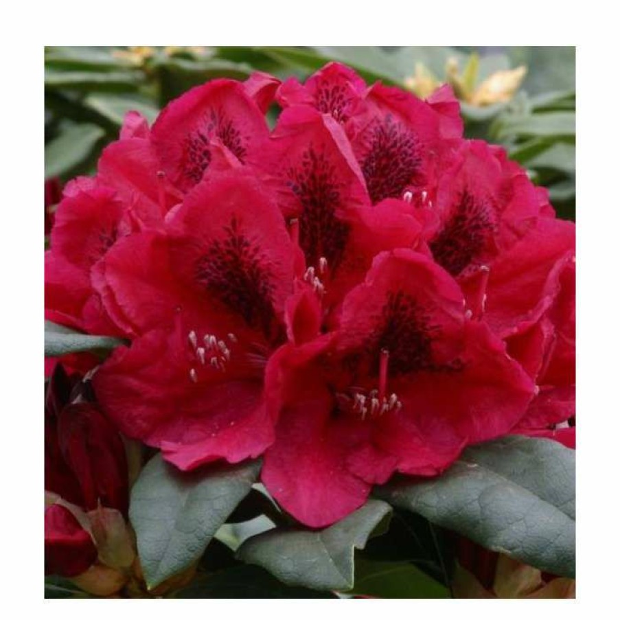 Ornamental Shrubs * | 2Ft Rhododendron 'Lord Roberts ' | 7.5L Pot | Rhododendron Hybrid