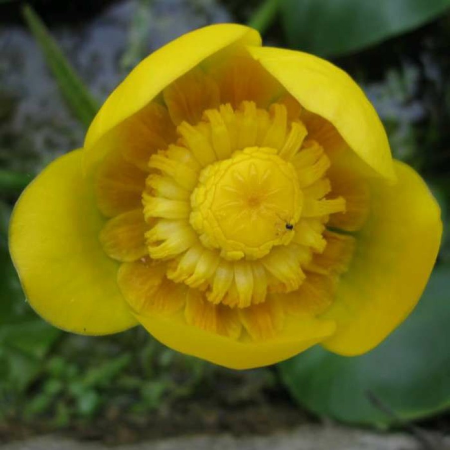 Pond Plants * | Naphar Lutea | Yellow Water Lily