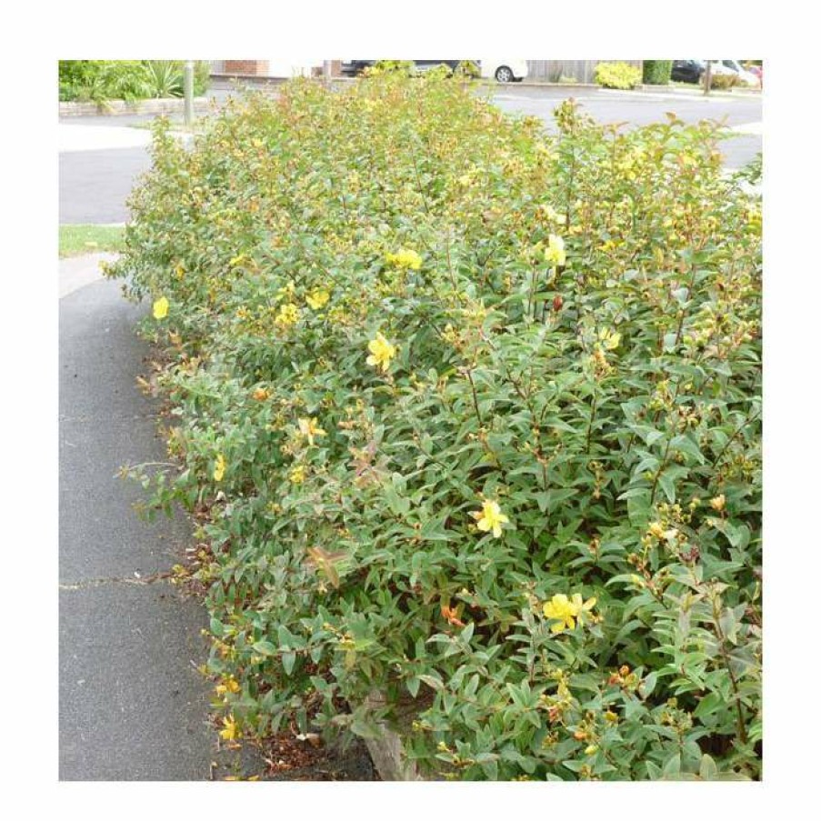 Ornamental Shrubs * | 0.6-1.6Ft St John'S Wort | Bare Root | Hypericum Inodorum