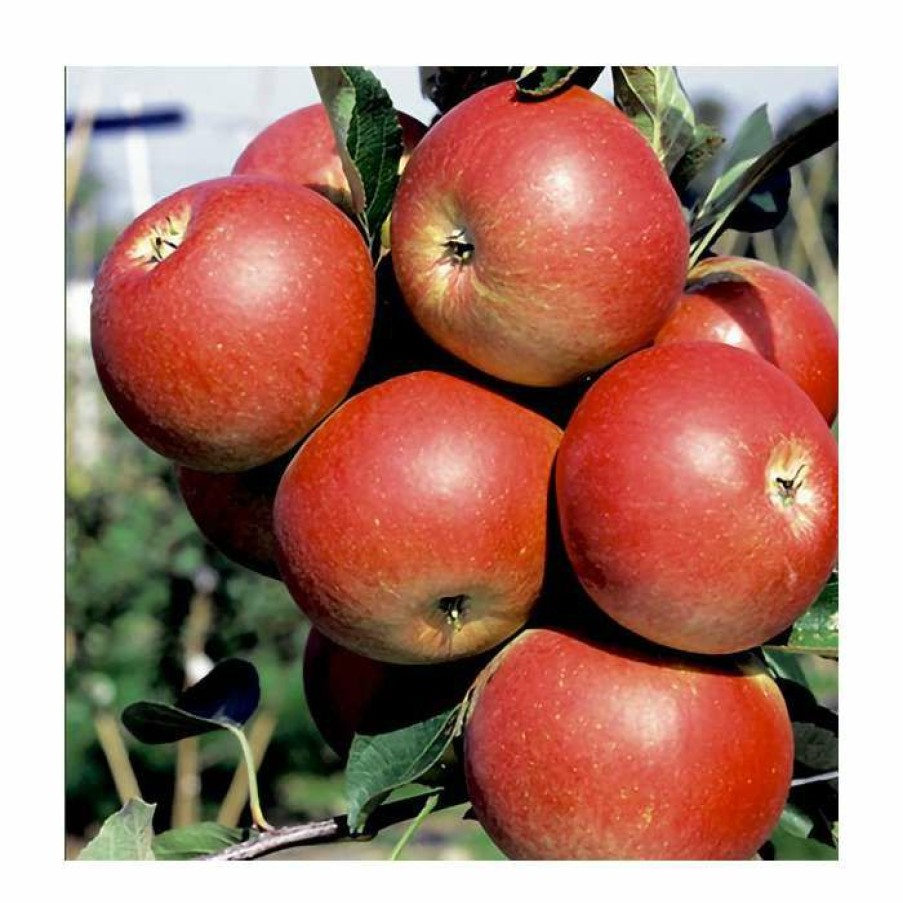 Fruit Trees * | 4Ft 'Fiesta' Patio Dessert Apple Tree | M27 Dwarfing Rootstock | 11.5L Pot | By Frank P Matthews