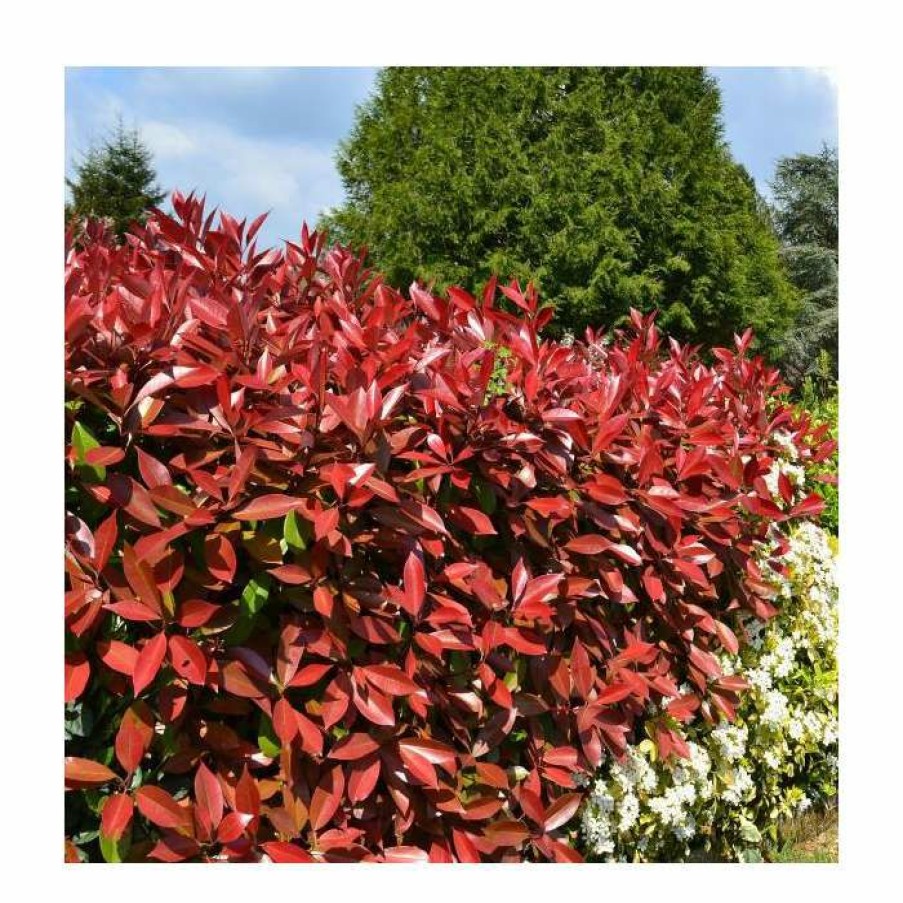 Ornamental Trees * | Photinia X Fraseri 'Little Red Robin'