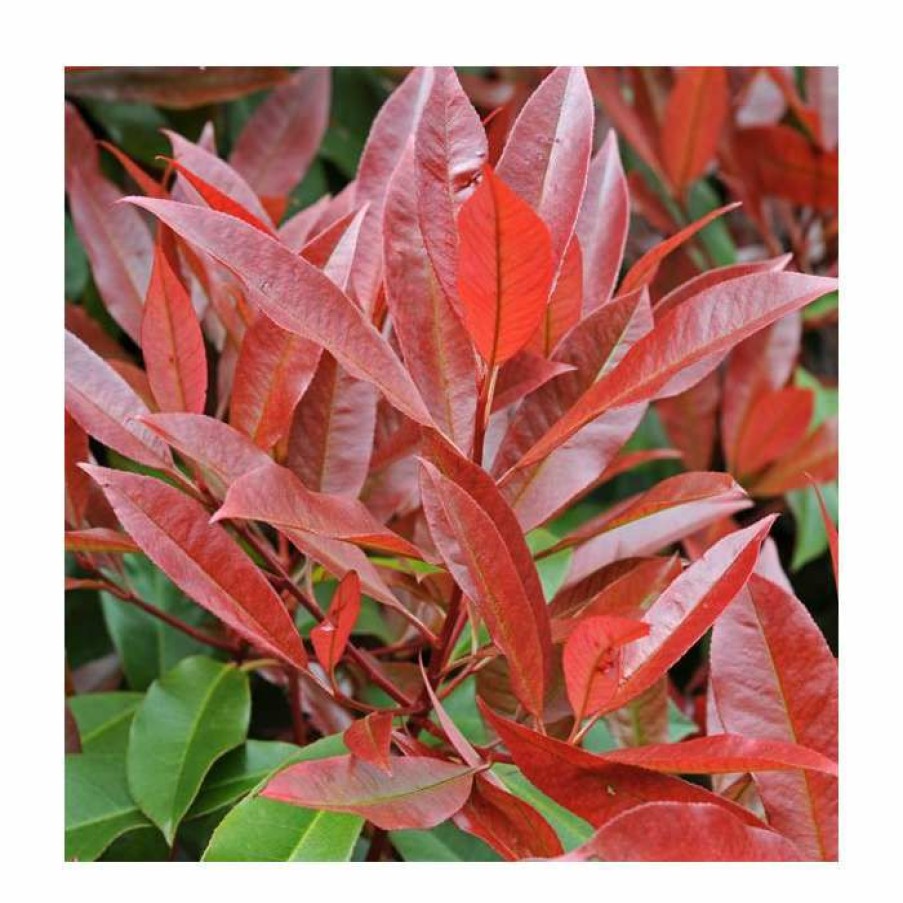 Ornamental Trees * | Photinia X Fraseri 'Little Red Robin'