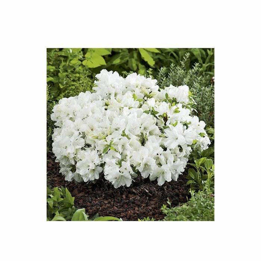 Ornamental Shrubs * | 1Ft Evergeen Azalea 'Pleasant White' |3L Pot | Azelea Japonica