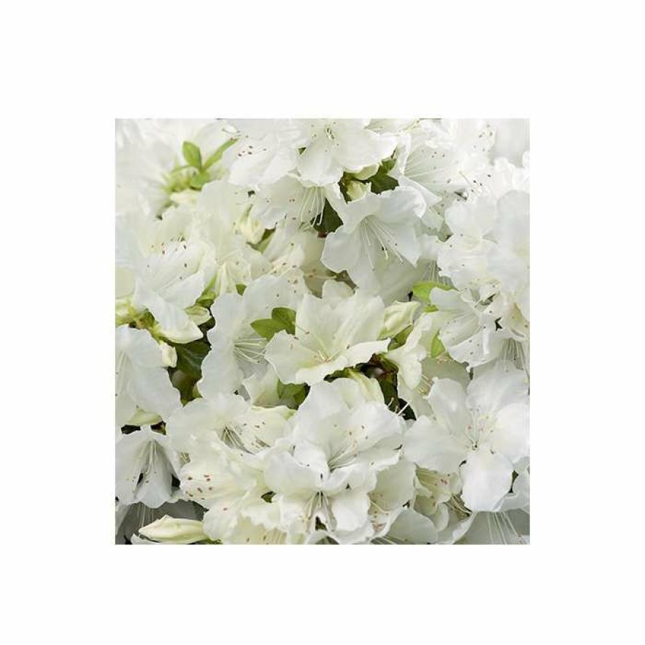 Ornamental Shrubs * | 1Ft Evergeen Azalea 'Pleasant White' |3L Pot | Azelea Japonica