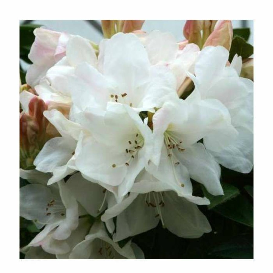 Ornamental Shrubs * | 1Ft Dwarf Rhododendron 'Tinkerbird' | 3L Pot