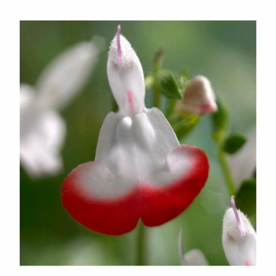 Perennial Plants * | Salvia 'Hot Lips' | 3L Pot