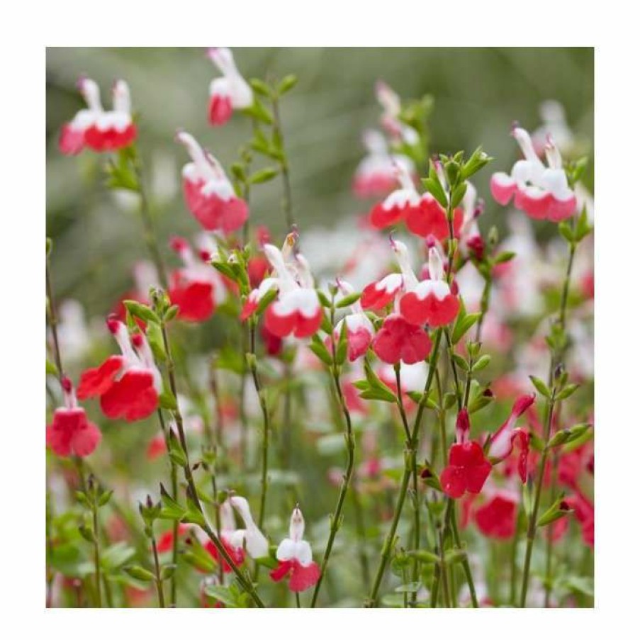 Perennial Plants * | Salvia 'Hot Lips' | 3L Pot