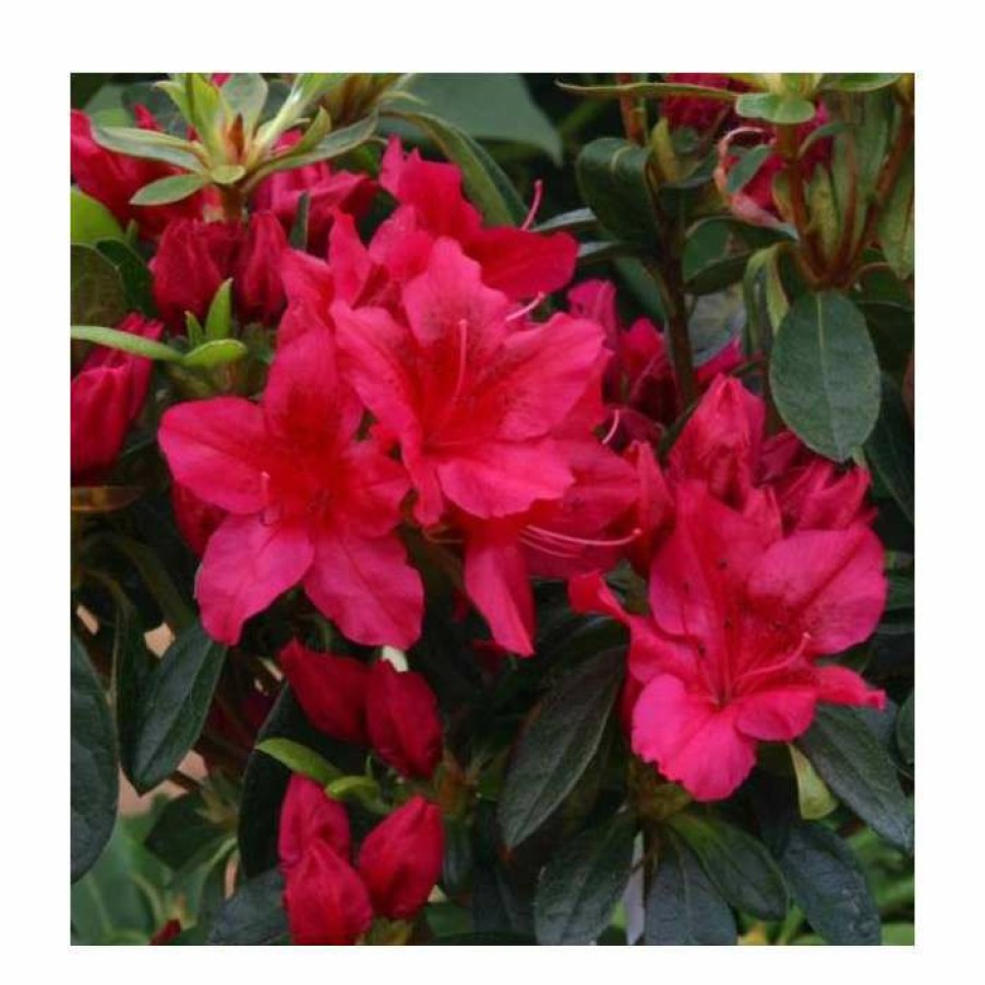 Ornamental Shrubs * | 1Ft Evergreen Azalea 'George Arends' |3L Pot | Azelea Japonica