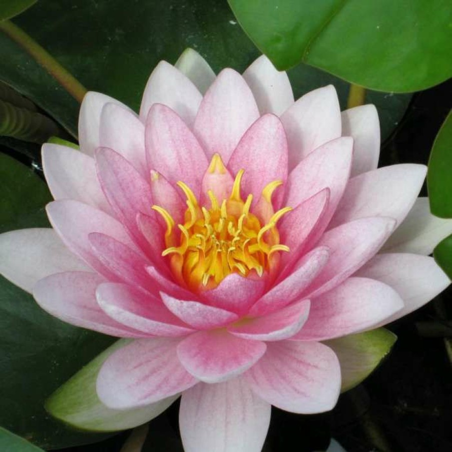 Pond Plants * | Nymphaea 'Hollandia' | Water Lily