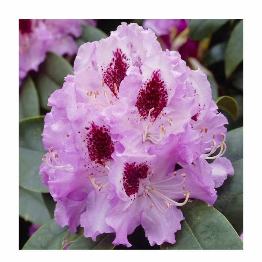 Ornamental Shrubs * | 2Ft Rhododendron 'Peter Alan' | 7.5L Pot