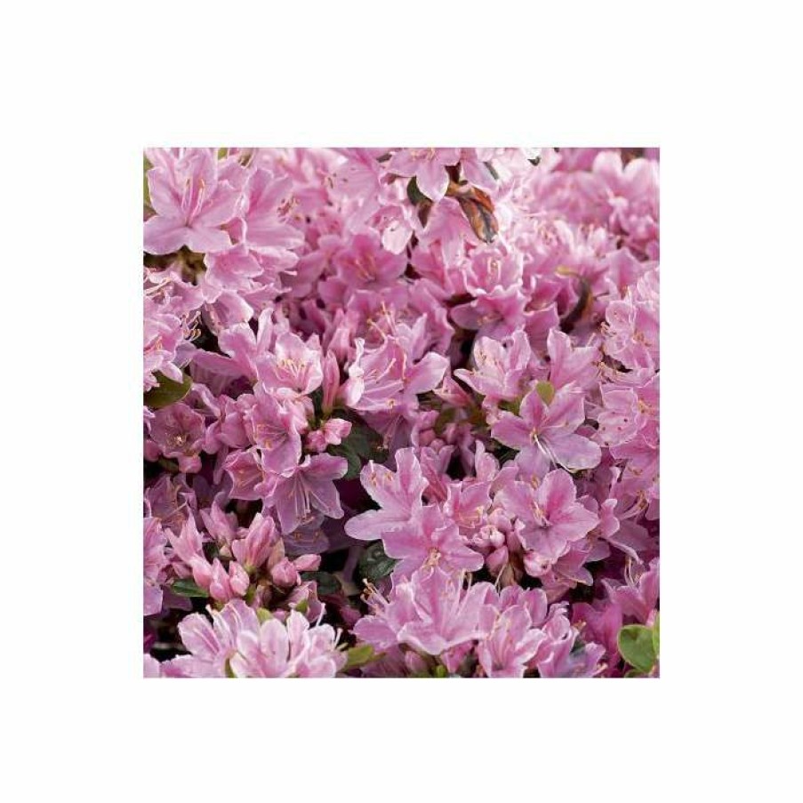 Ornamental Shrubs * | 1Ft Evergeen Azalea 'Kermesina Rose' |3L Pot | Azelea Japonica