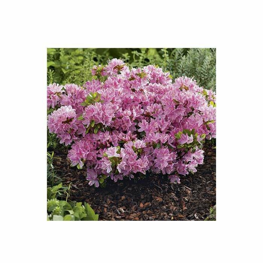 Ornamental Shrubs * | 1Ft Evergeen Azalea 'Kermesina Rose' |3L Pot | Azelea Japonica