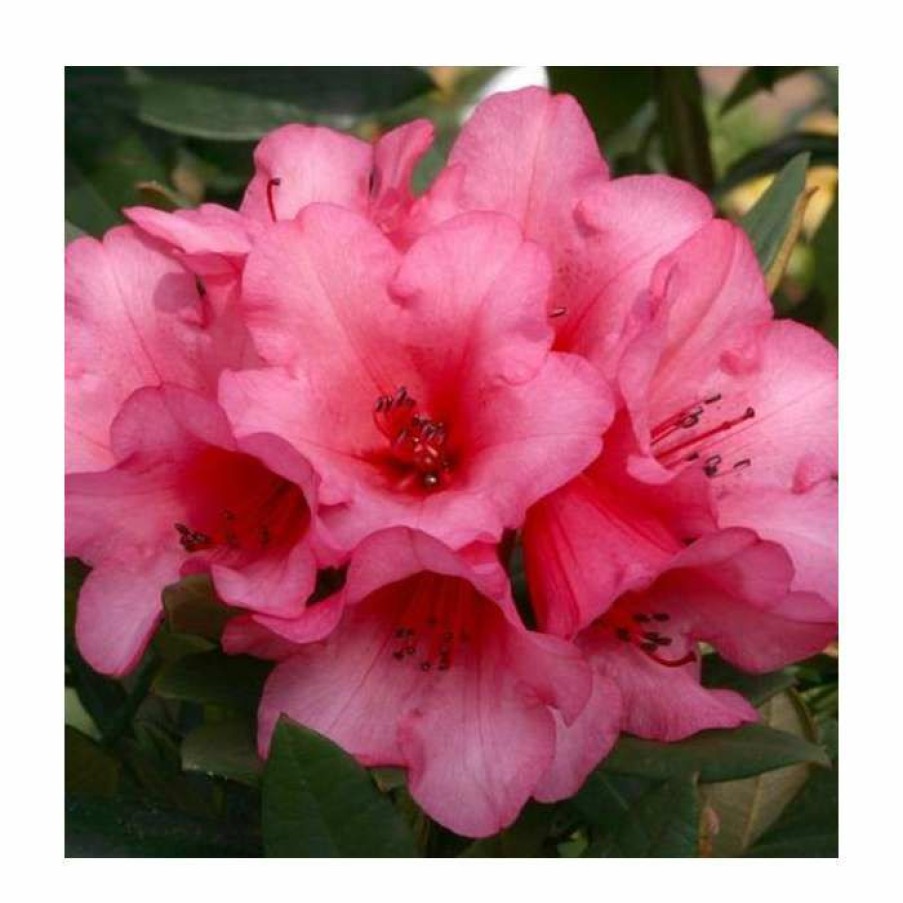 Ornamental Shrubs * | 1Ft Dwarf Rhododendron 'Winsome' | 3L Pot