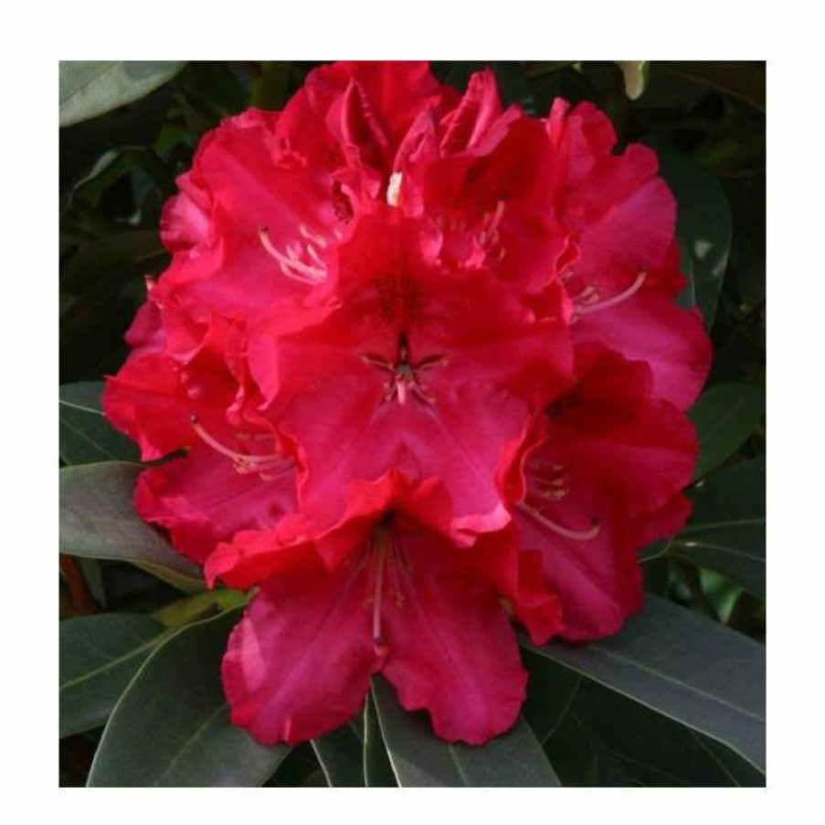 Ornamental Shrubs * | 2Ft Rhododendron 'Wilgens Ruby' | 7.5L Pot | Rhododendron Hybrid