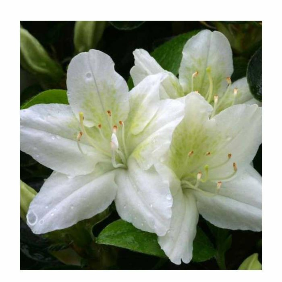 Ornamental Shrubs * | 1Ft Evergreen Azalea 'Snow White' |3L Pot | Azelea Japonica