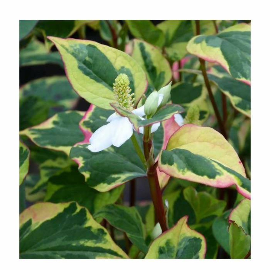 Pond Plants * | Orange Peel Plant | Houttuynia Cordata 'Chameleon'