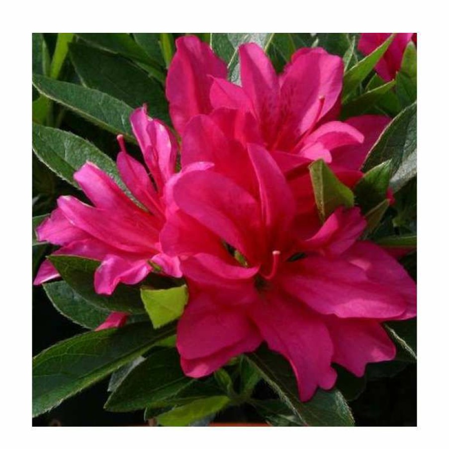 Ornamental Shrubs * | 1Ft Evergreen Azalea 'Rosa' |3L Pot | Azelea Japonica