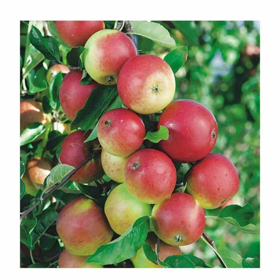 Fruit Trees * | 4Ft 'Discovery' Patio Dessert Apple Tree | M27 Dwarfing Rootstock | 11.5L Pot | By Frank P Matthews