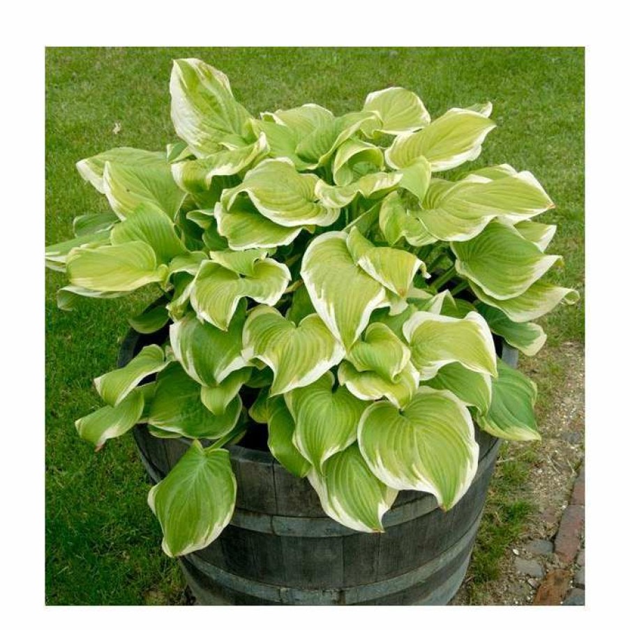 Perennial Plants * | Hosta Fragrant Bouquet | 5 Litre Pot