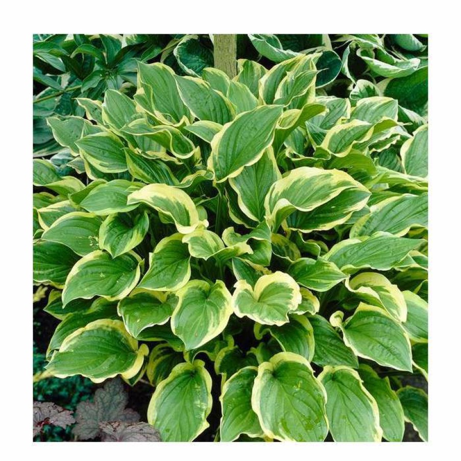 Perennial Plants * | Hosta Fragrant Bouquet | 5 Litre Pot