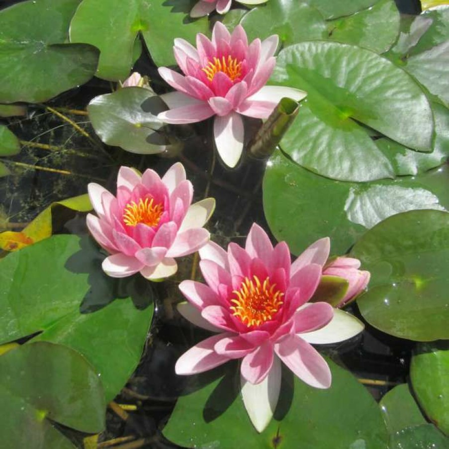 Pond Plants * | Nymphaea 'Attraction' | Water Lily