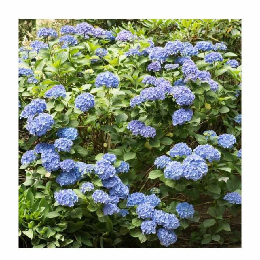 Ornamental Shrubs * | 40Cm Hydrangea Forever & Ever 'Dark Blue' | 5L Pot