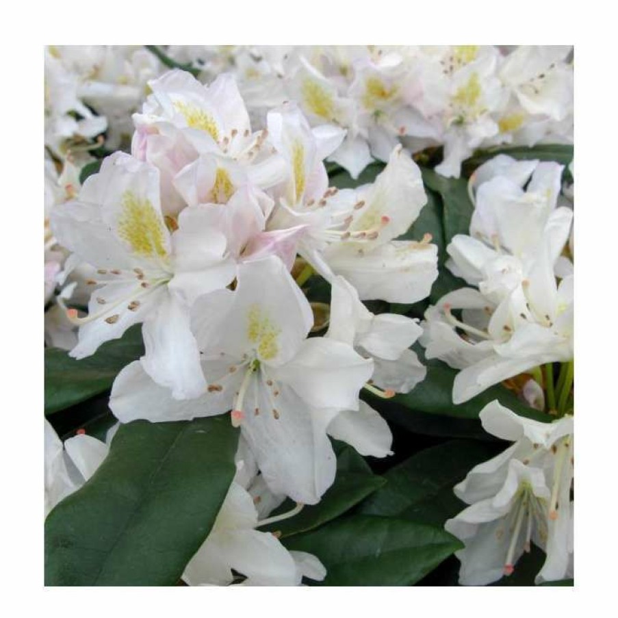 Ornamental Shrubs * | 2Ft Rhododendron 'Madame Masson' | 7.5L Pot