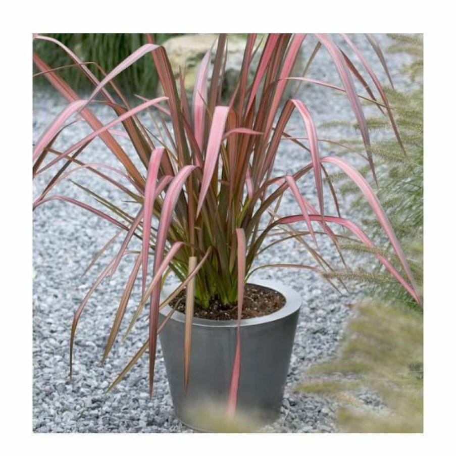 Ornamental Shrubs * | Phormium 'Evening Glow' | 4L Pot