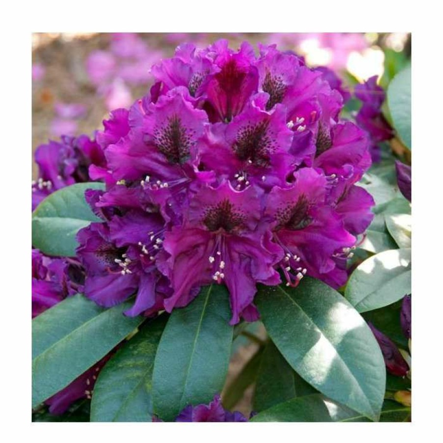 Ornamental Shrubs * | Rhododendron X Hybrid 'Polar Night' | 7.5L Pot