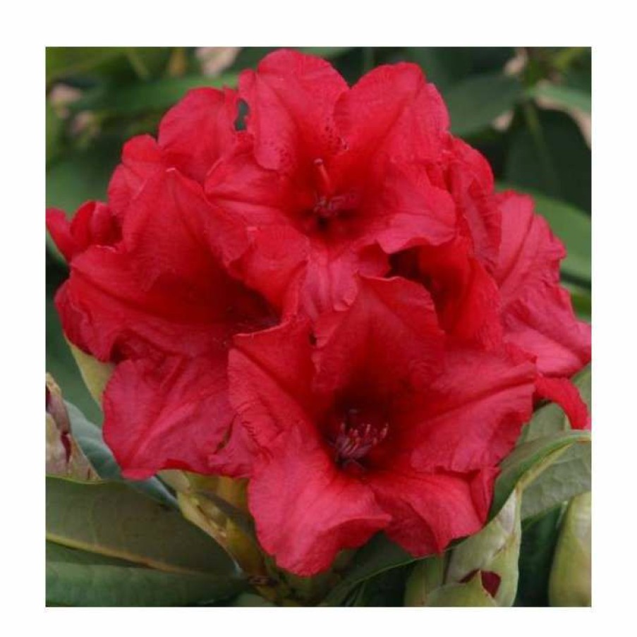 Ornamental Shrubs * | 1Ft Rhododendron 'Dopey' | 3L Pot | Rhododendron Yakushimanum