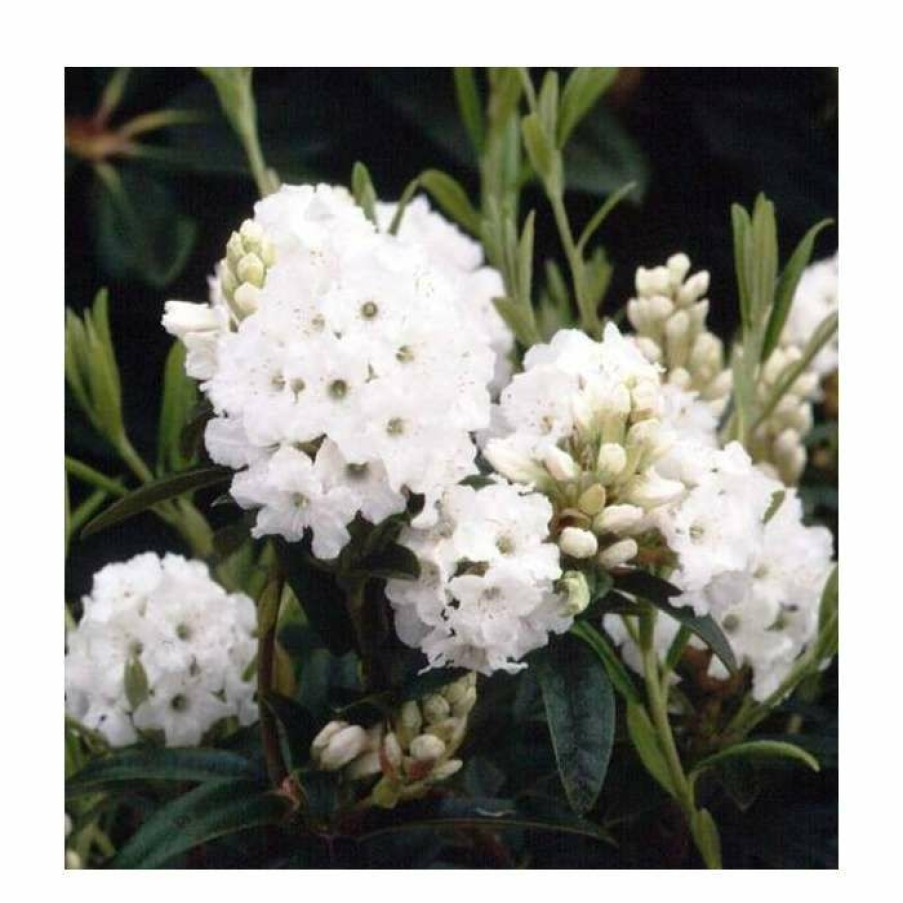 Ornamental Shrubs * | 1Ft Dwarf Rhododendron 'Arctic Tern' | 3L Pot