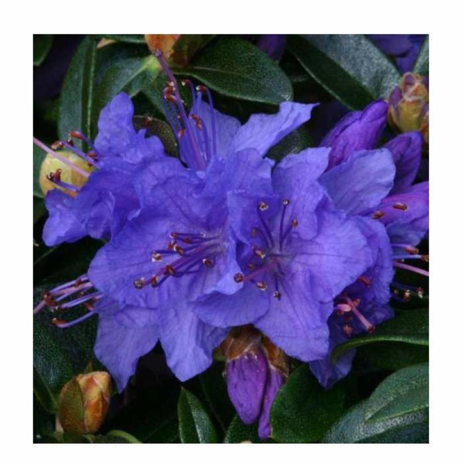 Ornamental Shrubs * | 1Ft Dwarf Rhododendron 'Gristede' | 3L Pot