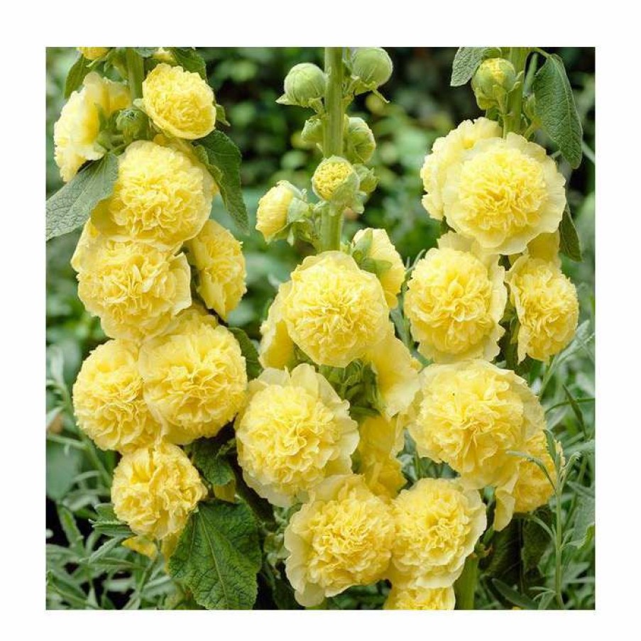 Perennial Plants * | Alcea 'Chaters Yellow' | Hollyhock