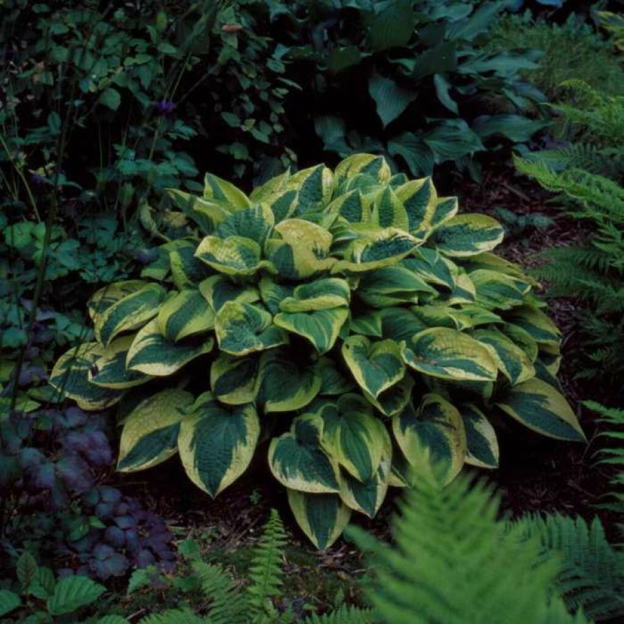 Perennial Plants * | Hosta 'Wide Brim'