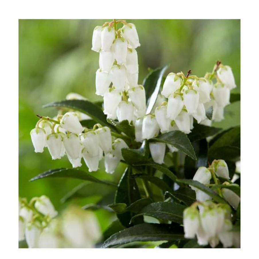 Ornamental Shrubs * | 40Cm Pieris Forest Flame | 2 Litre Pot