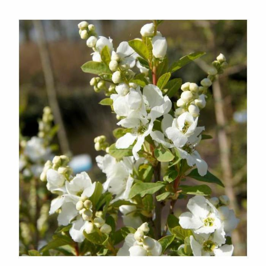 Ornamental Shrubs * | 15 20Cm Exochorda Racemosa (Magical Springtime) | 9Cm Pot