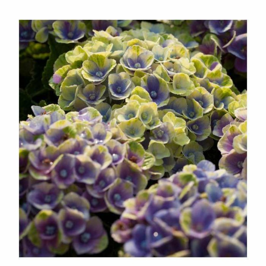 Ornamental Shrubs * | Hydrangea Magical Amethyst 'Blue' | 5L Pot