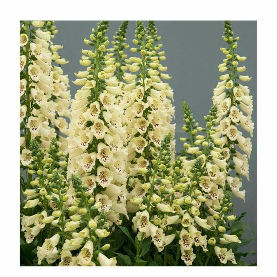 Perennial Plants * | Digitalis Purpurea 'Dalmatian Cream' | Foxglove