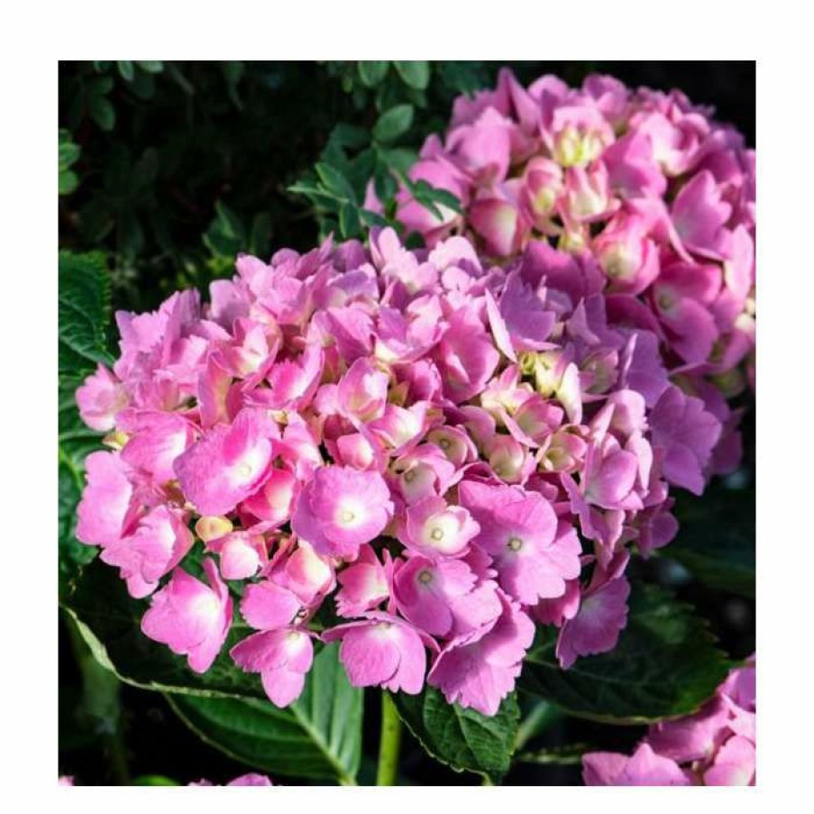 Ornamental Shrubs * | 10 15Cm Hydrangea Macrophylla 'Julisa' | 9Cm Pot