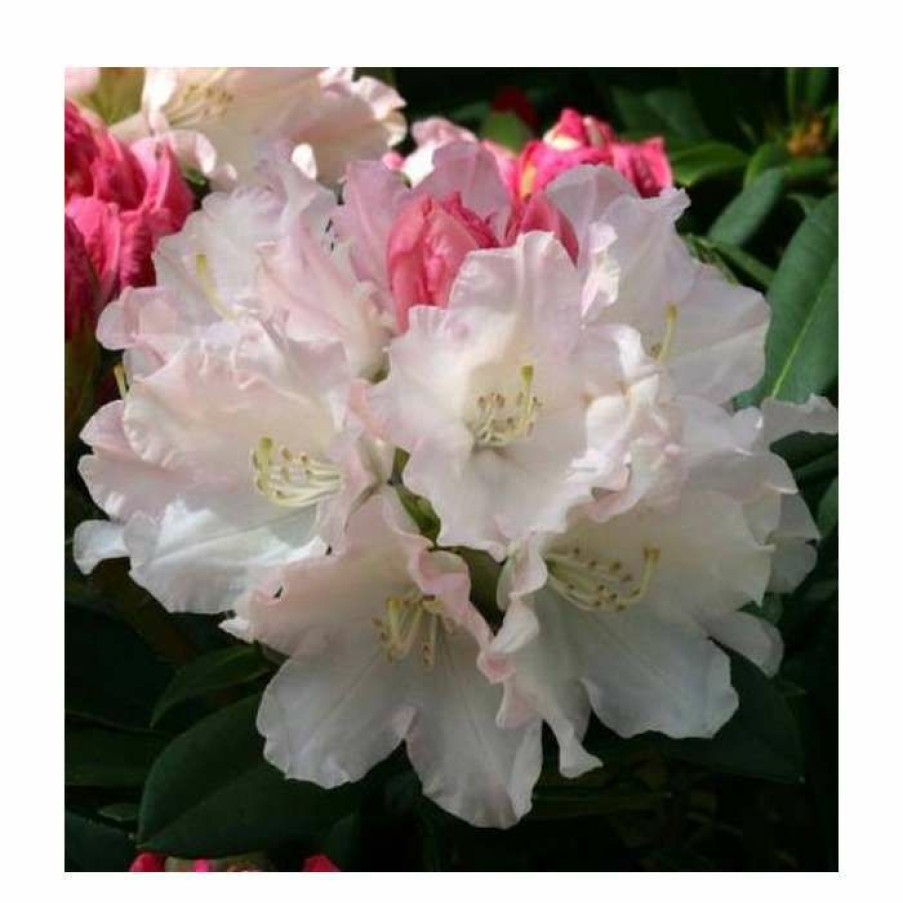 Ornamental Shrubs * | 1Ft Rhododendron 'Dreamland' | 3L Pot | Rhododendron Yakushimanum