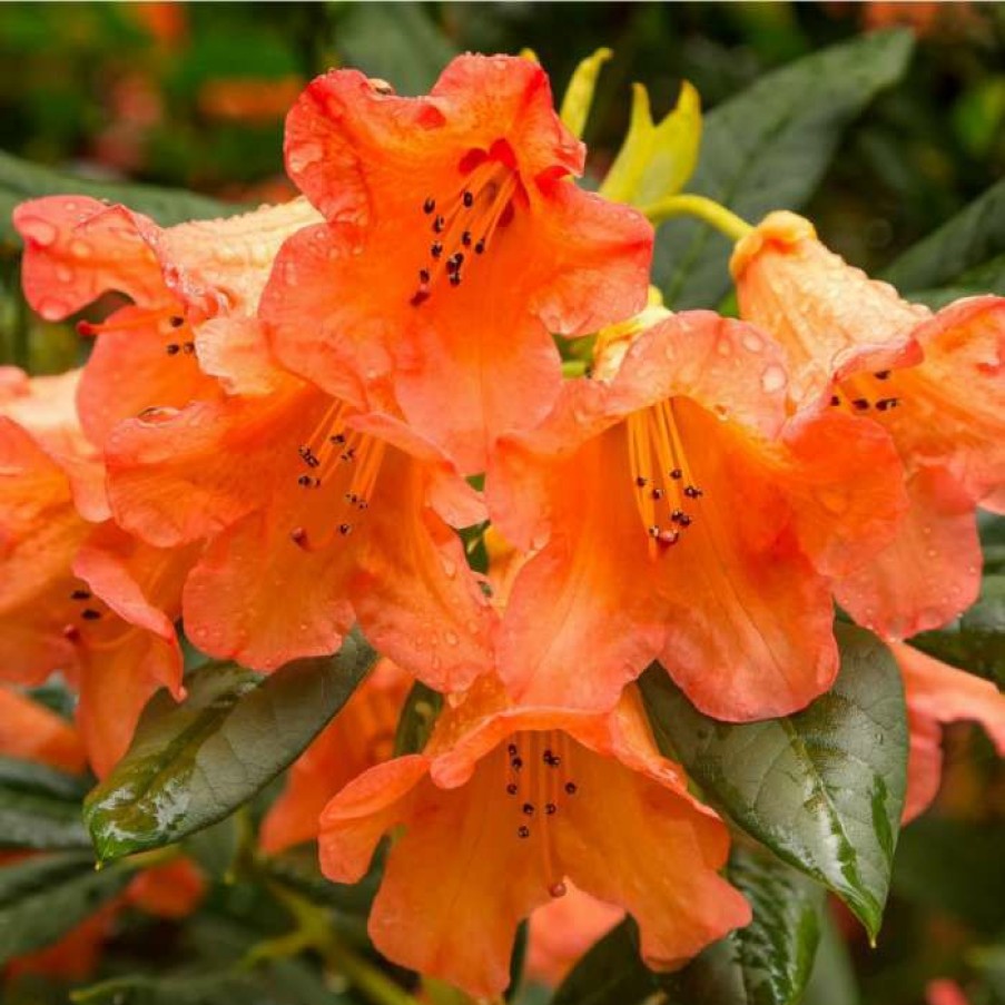 Ornamental Shrubs * | 1Ft Rhododendron 'Tortoiseshell Orange' | 7.5L Pot | Compact Rhododendron