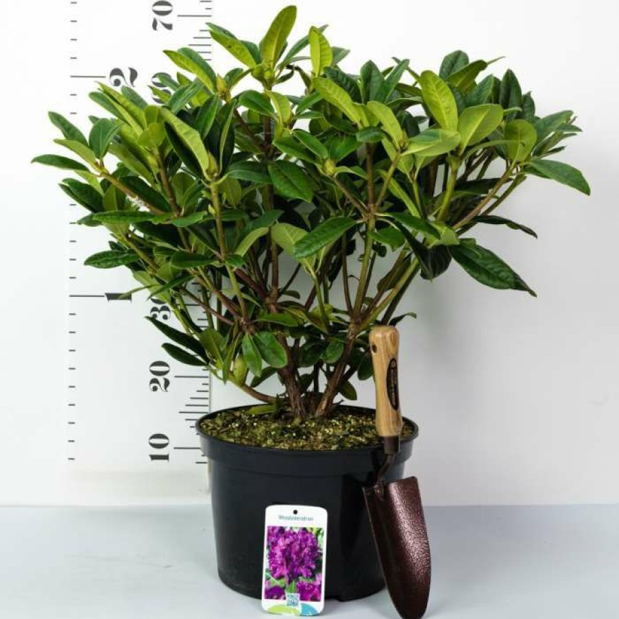 Ornamental Shrubs * | 1Ft Rhododendron 'Tortoiseshell Orange' | 7.5L Pot | Compact Rhododendron