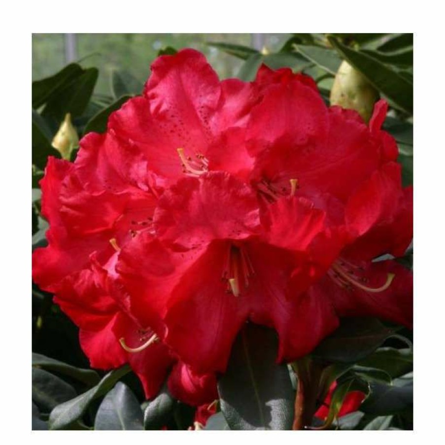 Ornamental Shrubs * | 2Ft Rhododendron 'Half Dan Lem' | 7.5L Pot | Rhododendron Hybrid