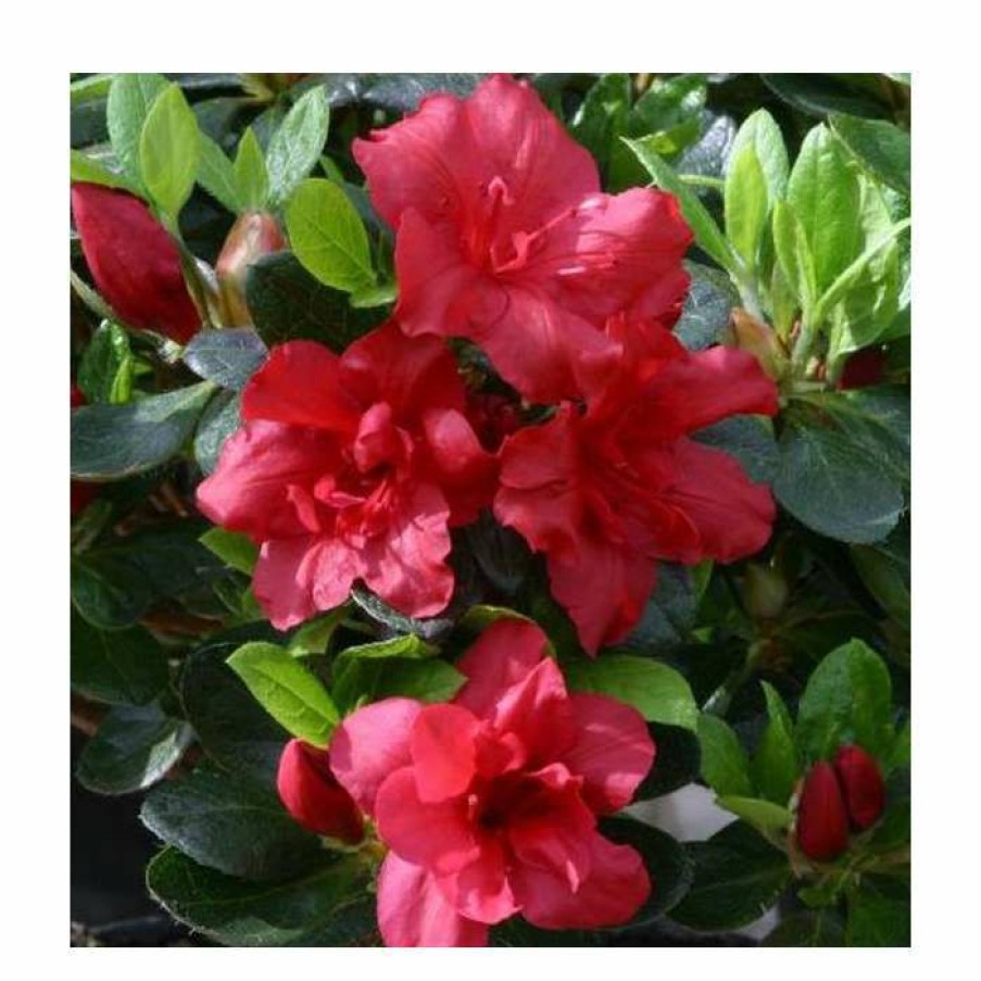 Ornamental Shrubs * | 1Ft Evergreen Azalea 'Florida' |3L Pot | Azelea Japonica