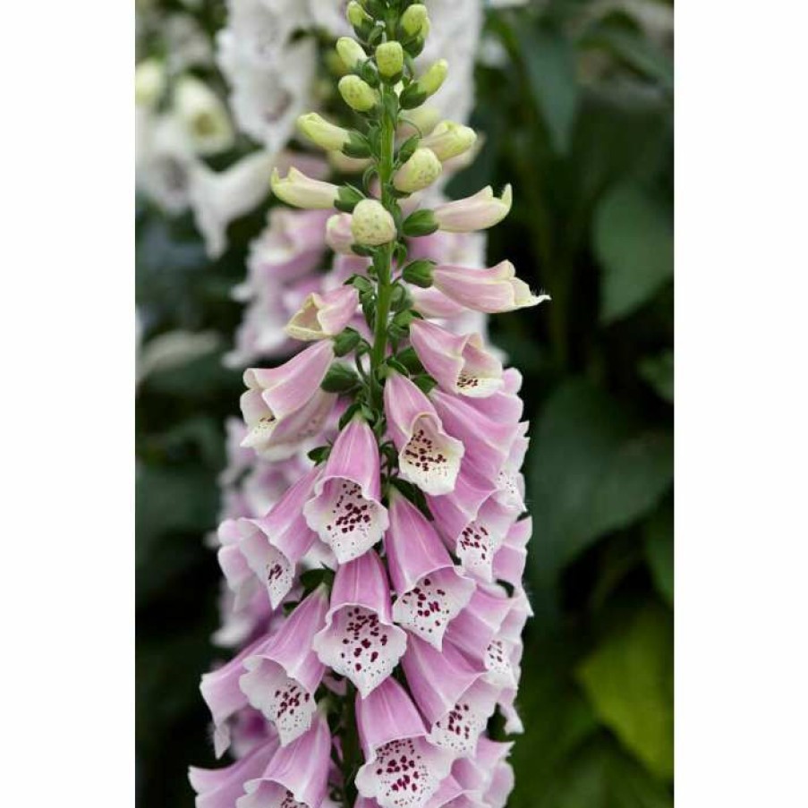 Perennial Plants * | Digitalis Purpurea 'Dalmation Rose' | Foxglove