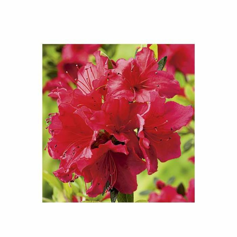 Ornamental Shrubs * | Rhododendron 'Arabesk'