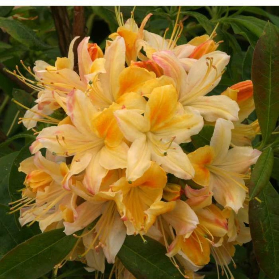 Ornamental Shrubs * | 2Ft Deciduous Azalea 'Northern Hi Lights' | 5L Pot