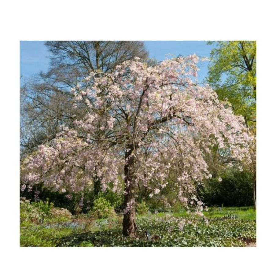 Ornamental Trees * | Prunus Pendula 'Pendula Rosea' | Weeping Cherry Blossom Tree | 18L Pot | 200-240Cm Standard