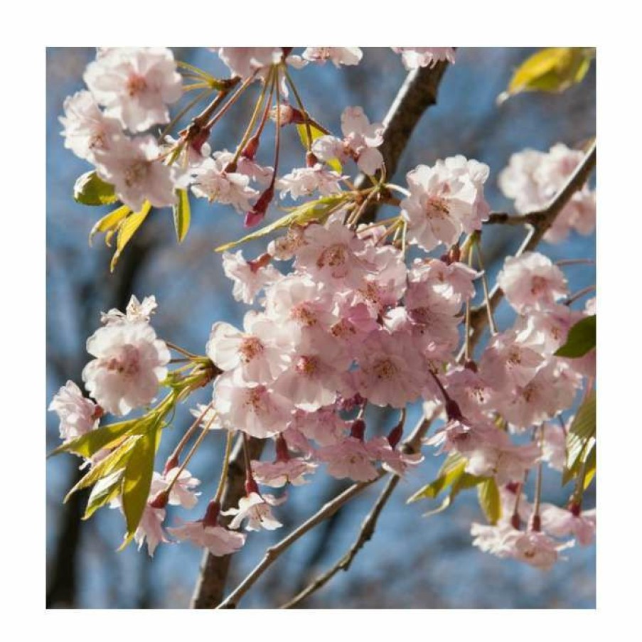 Ornamental Trees * | Prunus Pendula 'Pendula Rosea' | Weeping Cherry Blossom Tree | 18L Pot | 200-240Cm Standard